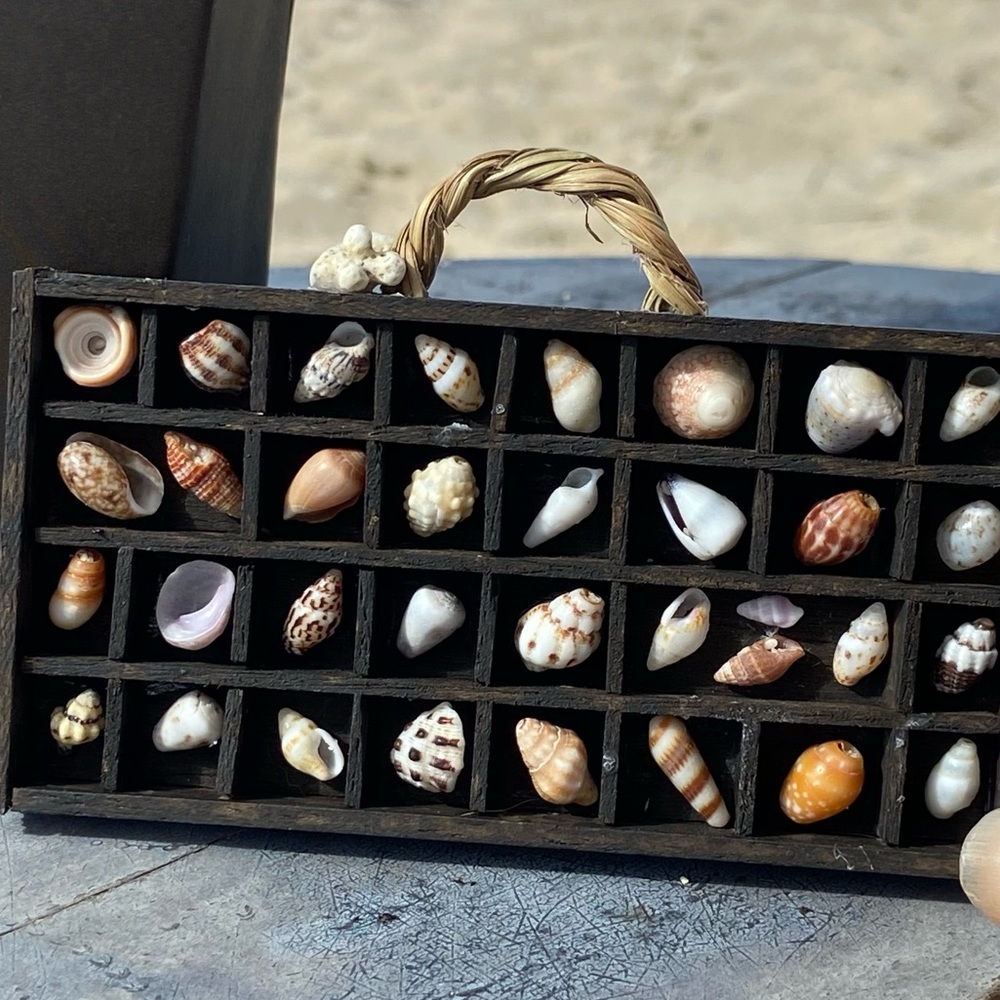 Hawaiian mini-SeaShell Display